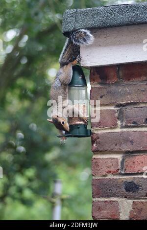 Grey Squirrel Hanging Upside down on a Bird Feeder, Nut Feeder Stock Photo