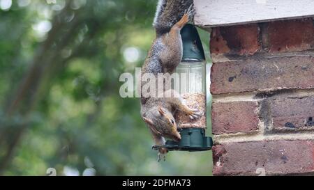 Grey Squirrel Hanging Upside down on a Bird Feeder, Nut Feeder Stock Photo