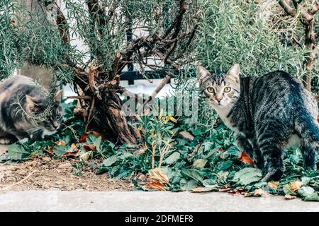 Two cats playing in the garden Stock Photo