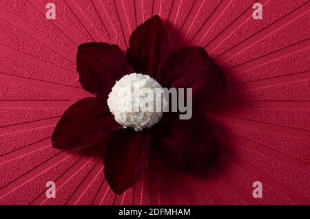 Coconut balls, ehite chocolate rafaello candies. Vegetarian round tasty dessert for romantic celebration on red background Stock Photo