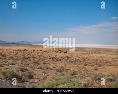 Looking across the arid, sandy, shrubby terrain of eastern Nevada into the Great Salt Lake Desert of western Utah.