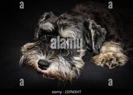 Headshot of a black and silver adult miniature schnauzer dog lying down on a black background Stock Photo