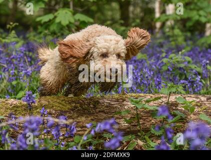 Happy golden cockapoo jumping over a log in the bluebell woods in Spring Stock Photo