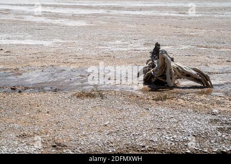 Large logs of petrified wood in the geothermal geyser area of the Fountain Paint Pots in Yellowstone National Park Stock Photo