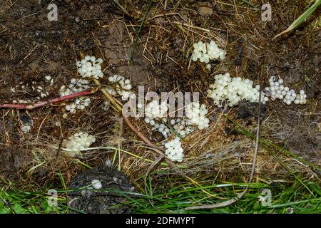 Schneckeneier, Eigelege im Erdboden Stock Photo