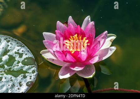 Seerose im Gartenteich Stock Photo Alamy