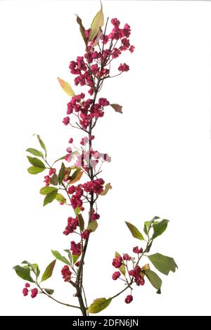 Flowering twig, common spindle shrub (Euonymus europaeus) on white background, Germany Stock Photo