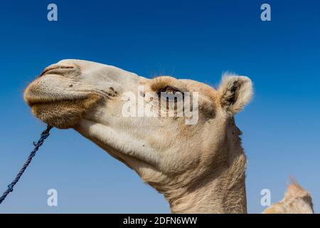 Camel at the Animal market, Unesco world heritage sight Agadez, Niger Stock Photo