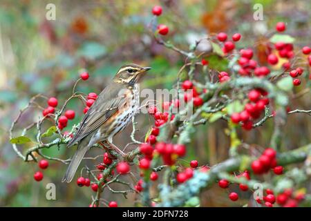 Redwing (Turdus iliacus) sitting in the hawthorn bush, Solms, Hesse, Germany Stock Photo