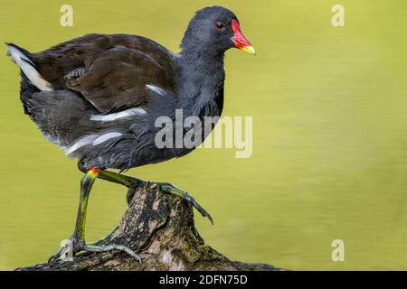 Teichhuhn (Gallinula chloropus) Stock Photo