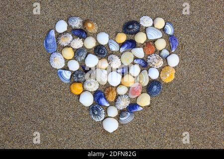 Shells, seashells forming a heart Stock Photo