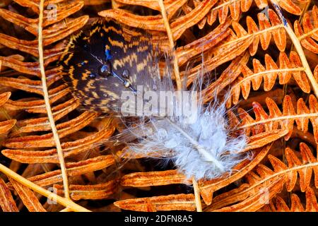 Red Grouse ( Lagopus lagopus scoticus) , Pen, Cairngorms National Park, Scotland, United Kingdom Stock Photo