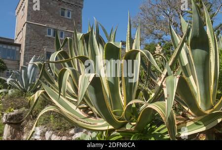 Fleshy Leaves of a Variegated Succulent Century Plant (Agave americana 'Variegata') Growing in a Garden on the Island of Tresco in the Isles of Scilly Stock Photo