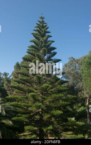 Tall Norfolk Pine Tree growing in Florida Stock Photo - Alamy