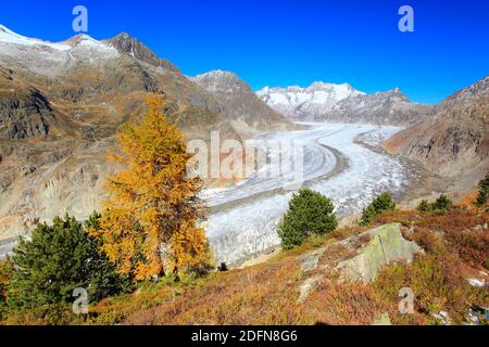 Great Aletsch Glacier and Wannenhorns, Valais, Switzerland Stock Photo