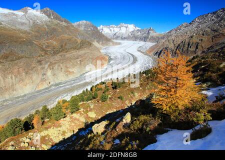 Great Aletsch Glacier and Wannenhorns, Valais, Switzerland Stock Photo