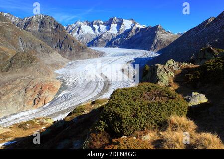 Great Aletsch Glacier and Wannenhorns, Valais, Switzerland Stock Photo