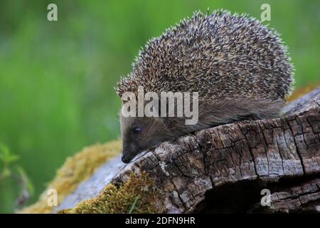 European hedgehog ( Erinaceus europaeus) , Switzerland Stock Photo