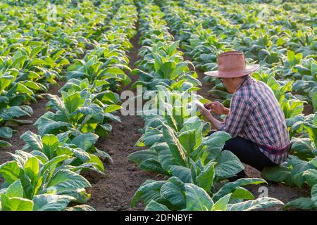 asian farmer use a mobile phone to monitor the growth of tobacco plant leaves in a tobacco farm, agriculture to industry Stock Photo