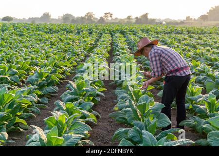 farmer use a mobile phone to monitor the growth of tobacco plant leaves in a tobacco farm at Nongkhai of Thailand, agriculture to industry Stock Photo