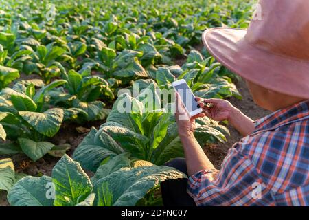 Close up asian farmer use a mobile phone to monitor the growth of tobacco plant leaves in a tobacco farm. Stock Photo