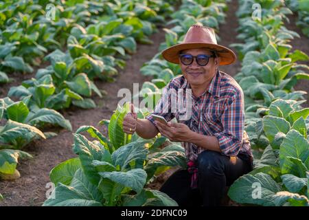 Happy asian farmer standing in a tobacco farm, agriculture to industry Stock Photo
