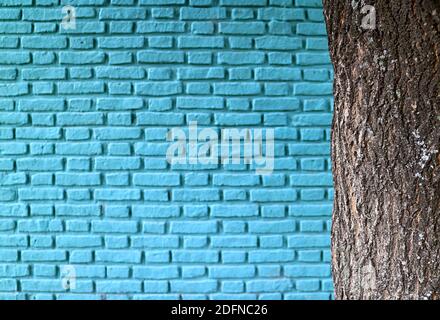 Closeup rough tree trunk with blurry turquoise blue colored old brick wall  in the backdrop Stock Photo