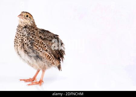 Young quail isolated on white background. Stock Photo