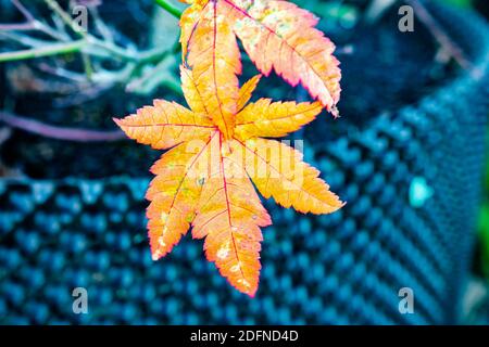 Beautiful orange colored Maple leaf (Acer palmatum), isolated against blue background Stock Photo