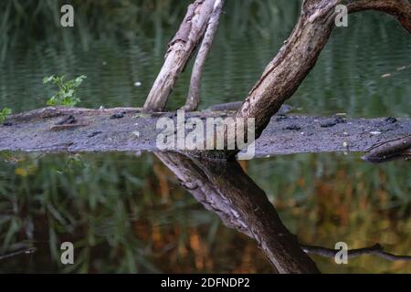 A pond in a forest with reflection of trees in water. Stock Photo