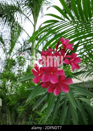 nerium oleander plant in the garden Stock Photo