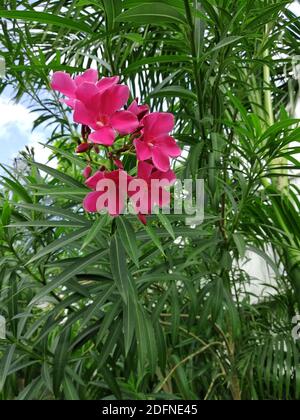 nerium oleander plant in the garden Stock Photo