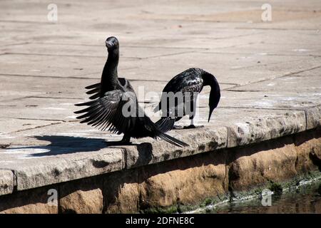 Sydney Australia, pair of phalacrocorax sulcirostris or little black cormorants standing by pond drying their wings Stock Photo