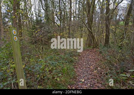 A  rural woodland footpath  covered in autumn leaves in Shropshire, UK Stock Photo