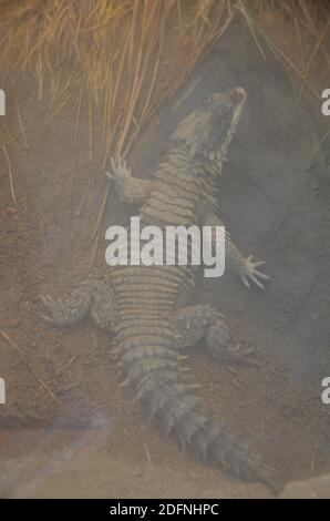 Sungazer (Smaug giganteus Stock Photo - Alamy