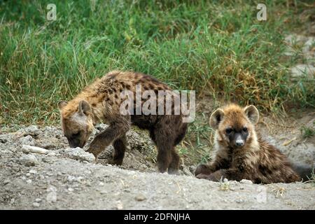 Spotted Hyena, crocuta crocuta, Youngs standing at Den Entrance, Masai Mara Park in Kenya Stock Photo
