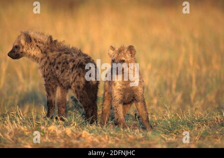 Spotted Hyena, crocuta crocuta, Youngs standing on Dry Grass, Masai Mara Park in Kenya Stock Photo