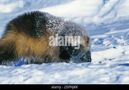 North American Wolverine, gulo gulo luscus, Adult covered with Snow, Canada Stock Photo