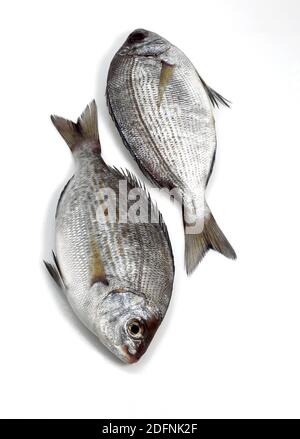Grey Sea Bream, spondyliosoma cantharus, Fresh Fish against White Background Stock Photo