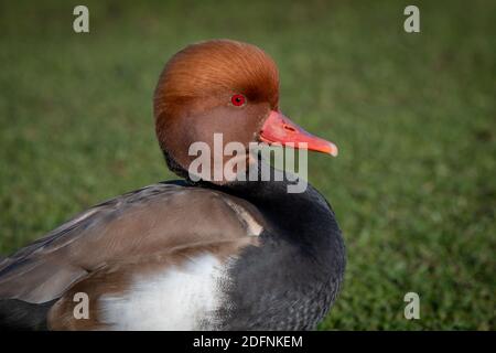 A three quarter close up profile portrait of a common pochard, Aythya ferina, on the shore with out of focus grass as the background Stock Photo