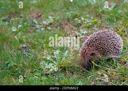 European hedgehog, in Latin called Erinaceus europaeus, looking for food on a late autumn day. It is placed in the right half of the picture. Stock Photo