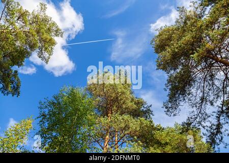 Crowns of tall pine trees against a blue sky with a flying plane Stock Photo
