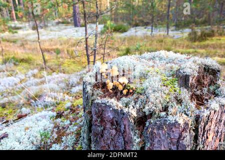 Small mushrooms grow on an old tree stump in moss in forest. Early autumn landscape in a beautiful forest Stock Photo