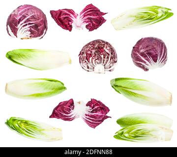 set of purple and green leaf chicory isolated on white background Stock Photo