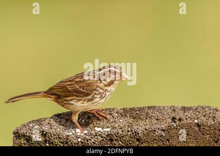 Streaky Seedeater (Crithagra striolatus), a finch bird, Uganda. Stock Photo