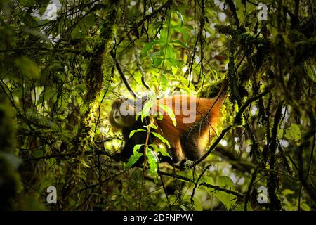 Wild and very rare golden monkey ( Cercopithecus kandti) in the rainforest. Unique and endangered animal close up in nature habitat. Stock Photo