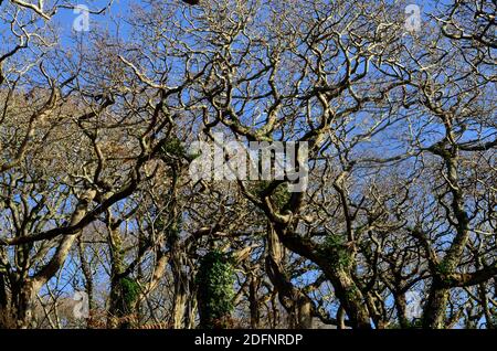 Twisted gnarled oak tree and branches Ancient oak woodlands of Lawrenny Pembrokeshire Wales UK against blue winter sky Stock Photo