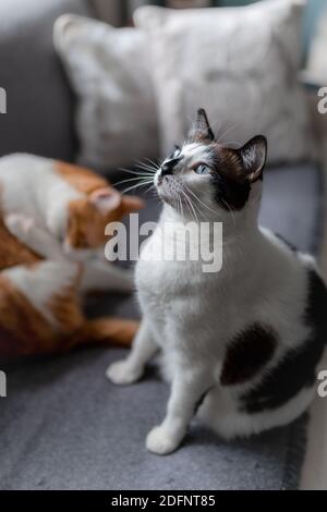 vertical composition. black and white cat with blue eyes looks up Stock Photo
