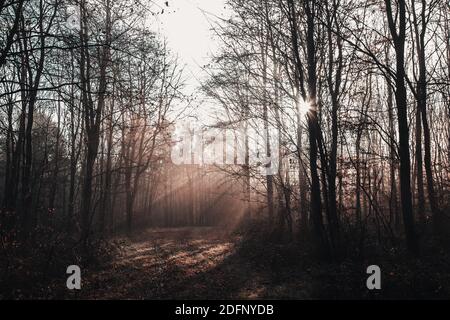 Sun beams rays of light breaking through trees Stock Photo