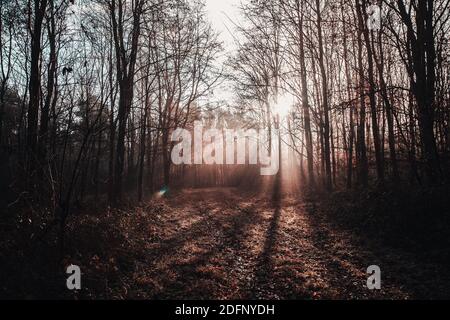 Sun beams rays of light breaking through trees Stock Photo